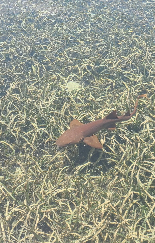 a nurse shark swiming near the seawall at Boca Chita