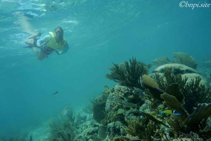 snorkeler at the reef